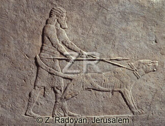 1029 Assyrian hunting dog