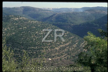 1255-4 Judean hills