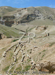 1530-6 Sheep near Jericho