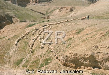 1530-8 Sheep near Jericho