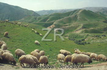 1531-16 Grazing sheep