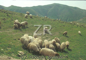 1531-18 Grazing sheep