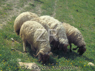 1531-21 Grazing sheep