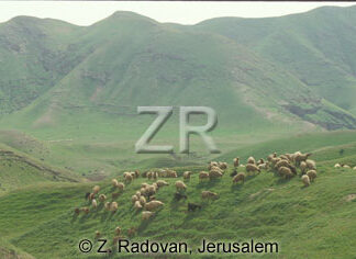 1531-6 Grazing sheep