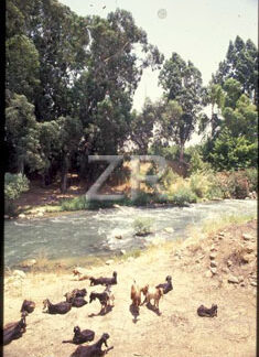 1538-29 River Jordan
