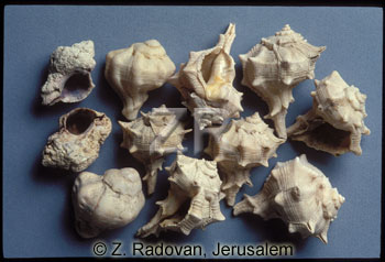 1574-3 Murex shellfish
