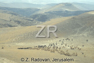 1651-4 Herds in the Negev