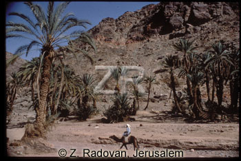 1798-1 The Paran oasis