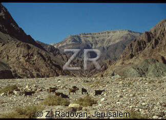 1895-7 Sinai wilderness