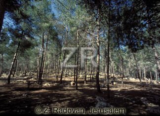 1998-2 Fir forest