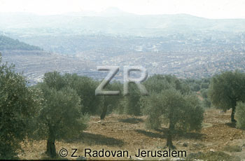 2135-7 Olive trees