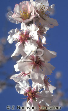 2137-6 Almond blossom