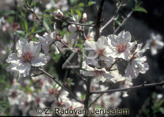 2137-7 Almond blossom