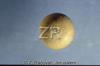 2212-1 shekel