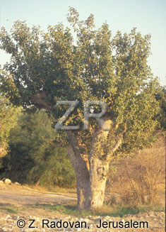 223-5 Sycamore tree