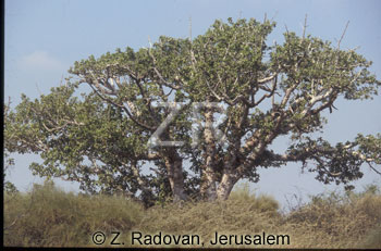 223-6 Sycamore tree