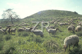 2247-2 Sheep grazing