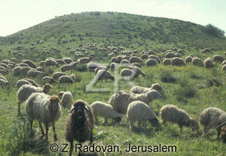 2247-4 Sheep grazing