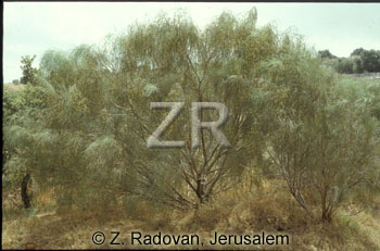 2249-1 Tamarisk tree