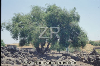 2249-3 Tamarisk tree