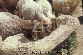 2255 Sheep