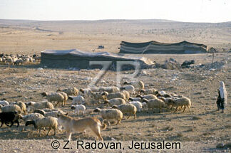 2276-2 Sheep in the Negev