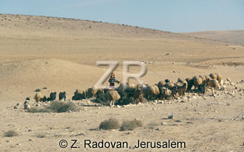 2276-3 Sheep in the Negev