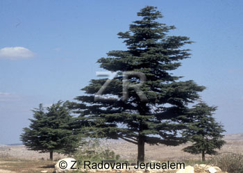 2306-2 Cedar tree