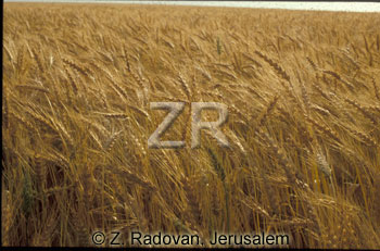 2354-4 Wheat