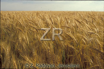 2354-5 Wheat