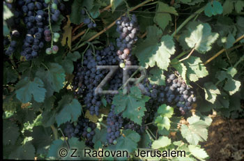 2355-5 Grapes