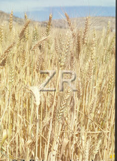 2384-1 Barley