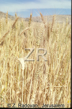 2384-1 Barley