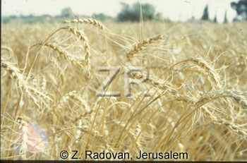 2384-2 Barley