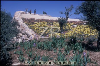 2498-4 Billy Rose garden