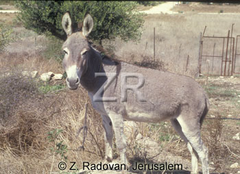 2533-2 Donkey