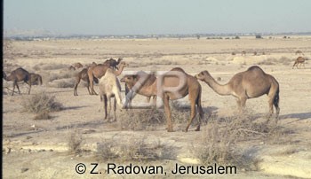 2534-3 Camels