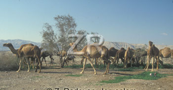 2534-5 Camels