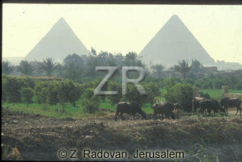 2561-2 Giza piramids