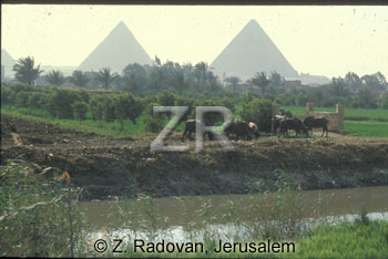 2561-6 Giza piramids