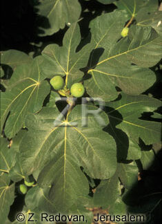3068-3 Figs