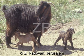 3307-1 Goat and young