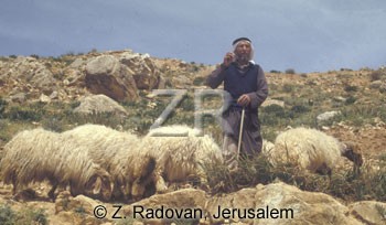 3319-3 Shepherd
