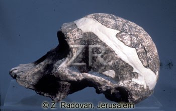 3372-1 Skull