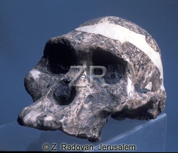 3372-2 Skull