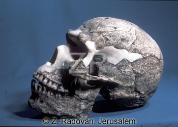 3373-1 Carmel man skull