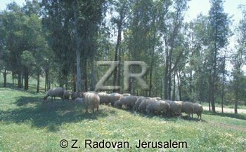 3403 Sheep on Mt Carmel