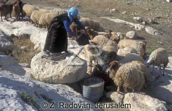 3417-3 Watering sheep