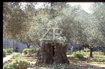 366-2 GethSmane trees