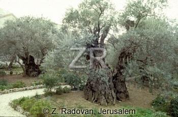 366-3 GethSmane trees